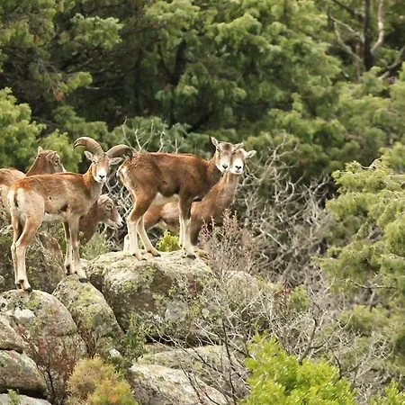 De La Foret Bonifatu 2*