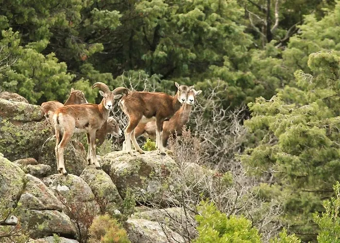 伯尼费图树林酒店 2*