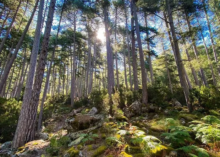 De La Foret Bonifatu فندق كالينزانا